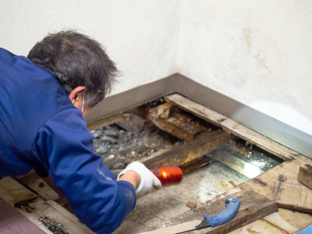 Best Black Mold Removal  in Rio Vista, CA