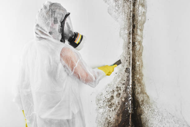 Best Mold Damage Repair  in Rio Vista, CA