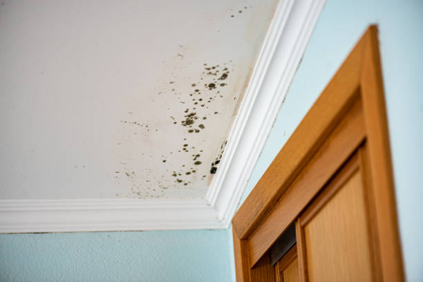 Certified Mold Removal in Rio Vista, CA