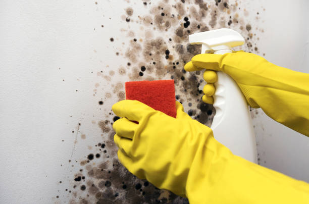Home Mold Removal in Rio Vista, CA