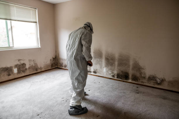 Best Office Mold Removal Services  in Rio Vista, CA