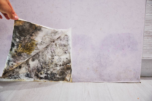 Best Toxic Mold Removal  in Rio Vista, CA